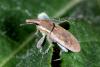 Lixus vilis